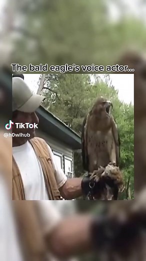 Red-Tailed Hawk Screaming Compilation