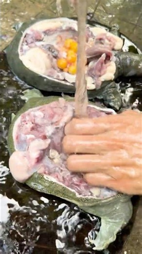 Amazing Cook Flavorful Turtles Recipe In my Countryside