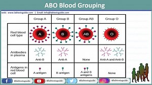 ABO Grouping | Lab Tests Guide