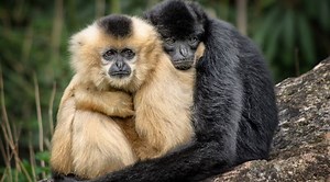 21 Different Types of Monkeys (Old & New World, Photos & More) - The Hamny