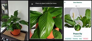 10 Best Free Plant Identification Apps For iOS & Android (2023)