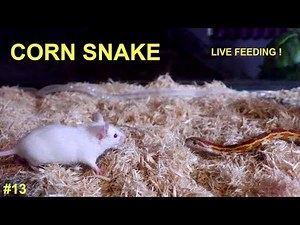 LIVE FEEDING - Young Corn Snake TAKES DOWN Adult Mouse!! (It takes almost a half hour to swallow!)