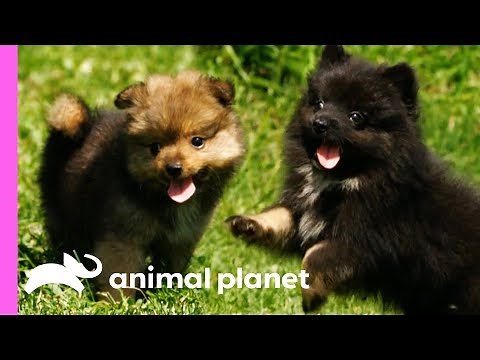 Pomeranian Puppies Meet Some Feathered Friends On Their Farm | Too Cute!