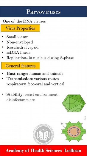 Overview of Parvoviruses | Virology | by Imran Yaseen