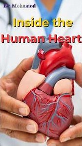 Unlock the Secrets of the Heart: Fascinating Anatomy Explained🫀