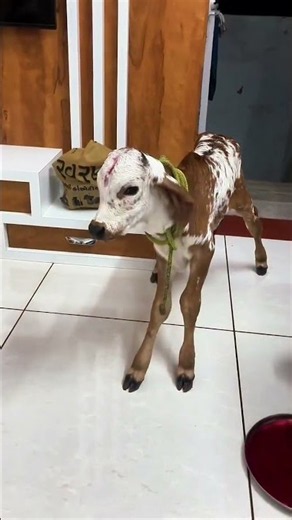 little gir calf footprint in new home welcome | ગાયની પાવન પગલીથી નવા ઘરનું મુહર્ત#short#viral#trend