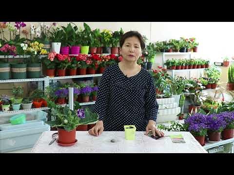 tsetsgiin urselgee Цэцгийн үрсэлгээ