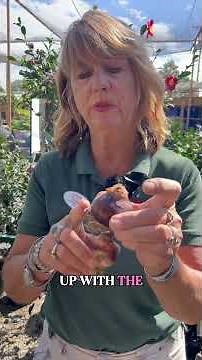 Layering Paperwhites Under Pansies for a STUNNING Winter Centerpiece