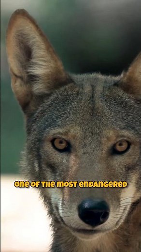 The Rarest Wolf on Earth: Meet the Endangered Red Wolf of America