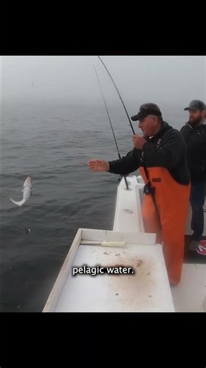 Why are Haddock in Shallow Water?