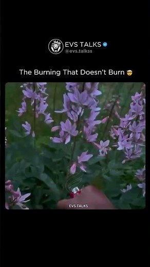 This Burning Bush Doesn’t Burn 🔥🌿 | The Crazy Science Behind It! 🤯