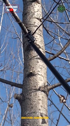 Pruning poles are essential tools for maintaining tree health and appearance. They allow you to reach high branches safely, without needing a ladder. With their extendable design, pruning poles make it easy to trim trees, shape shrubs, and remove dead or overgrown branches. Whether you're a seasoned gardener or just starting out in landscaping, adding a pruning pole to your toolkit can save time and effort during yard maintenance. Keep your outdoor space looking its best with the help of a relia