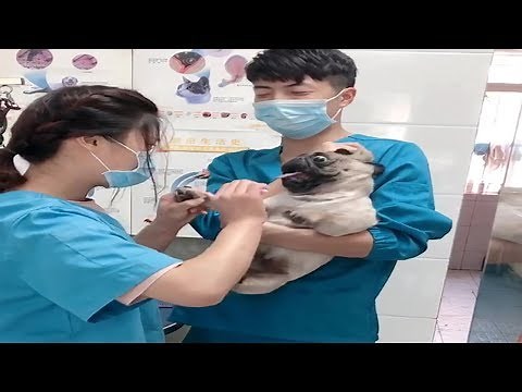 Dramatic Pug Dog Scream At Vet While Getting Nails Clipped Part 2