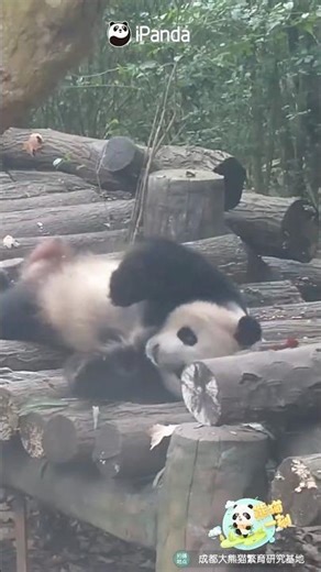 Found The Footage Of Me Trying To Get Out Of Bed This Morning | iPanda #shorts