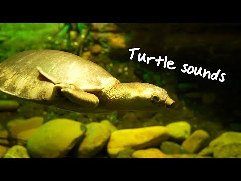 Turtle sounds