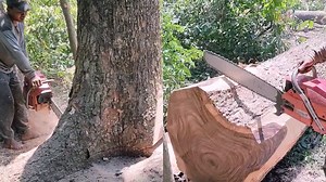 Unleashing The Power Comparing Two Heavy-Duty Chainsaws