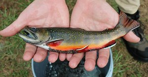 Fish-ial Recognition Software Aims to Protect Trout — School of Data Science