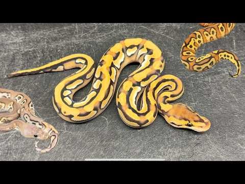 Most Recent Recessives Combos Hatched at DPR