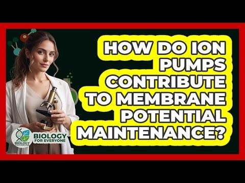 How Do Ion Pumps Contribute To Membrane Potential Maintenance?