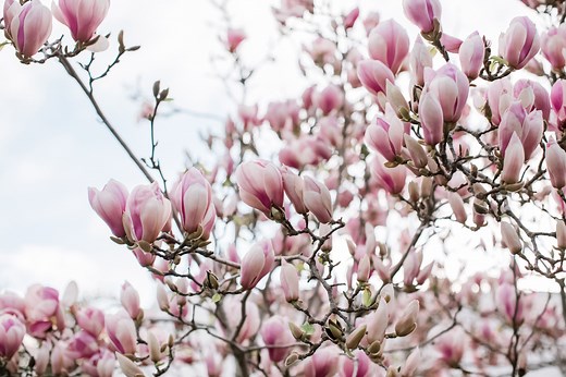 Saucer Magnolia: A Staple of Spring
