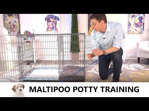 Maltipoo Potty Training from World-Famous Dog Trainer Zak George - How to Potty Train Maltipoo Puppy