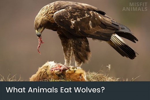 What Animals Eat Wolves? (7 Wolf Predators)