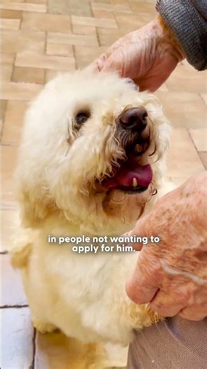 Severely Matted Dog Shines After First Haircut In Years | The Dodo