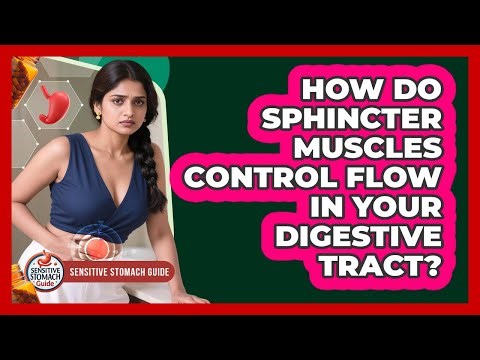 How Do Sphincter Muscles Control Flow In Your Digestive Tract? - Sensitive Stomach Guide