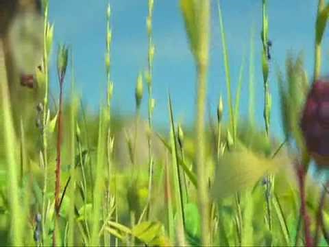 A Bug's Life (beginning)