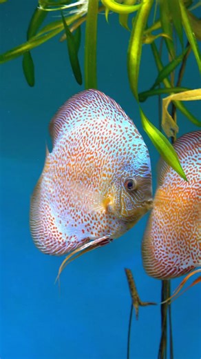 Superb Penang Eruption pair discus fish. #aquarium | Discus Switch