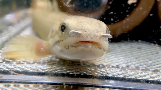 Two fancy lizard fish available These are the last two until the new batch grows ( late January) #paulsaquariums #brisbane | Paul's Aquariums