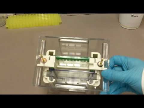 How to Run an SDS-PAGE gel