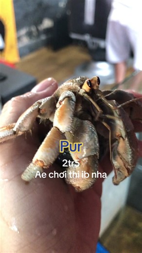 Ốc Đặc Biệt: Khám Phá Các Mẫu Ốc Độc Lạ