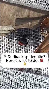 Signs, tips + first aid for a redback spider bite 🕷 #spiderbite #firstaid #redbackspider #Australia