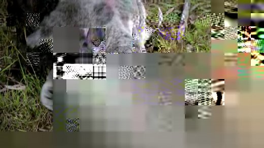 258K views · 82 reactions | Find out what happens when koalas get angry. #AnimalFightNight | National Geographic Animals | Facebook