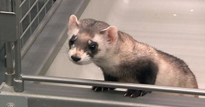 De-extinction: Bringing animal species back from the brink