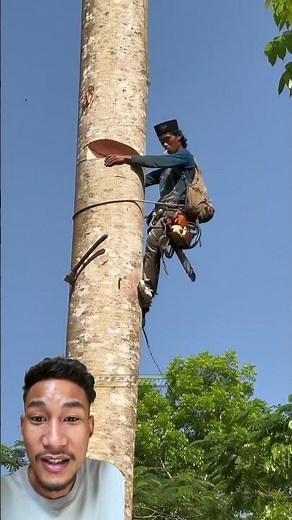 A Profesional Skill Man Climbing and Cutting Down tree with chainsaw #shorts