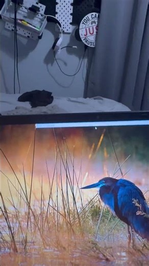 If Roblox studio isn’t running, how is that running? ￼