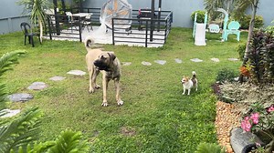 Extra small Vs Extra Large 😂 Lia and Datu . #malakliphilippines | Ezekiel Detiquez