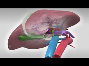 Laparoscopic right hepatectomy