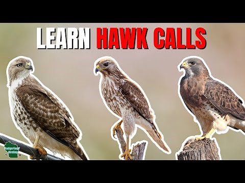 Learn 10 Common Hawk Calls!