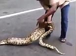 Stunned bystanders watch as man squeezes goats out of python | Daily Mail Online