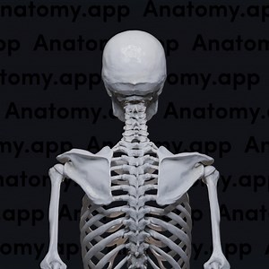 3.7K views · 3.1K reactions | Master anatomy with life-like precision. Explore interactive 3D models, detailed articles, and engaging quizzes to deepen your understanding of the body. Perfect for students, professionals, and anyone passionate about anatomy. Start your free trial today and take your learning to the next level! | Anatomy.app | Facebook