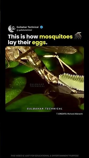 This Is How Mosquitoes Actually Lay Eggs 🦟😳