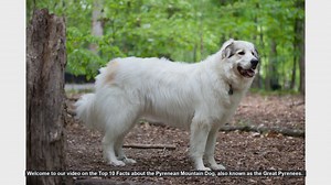 Top 10 Fascinating Facts About the Pyrenean Mountain Dog