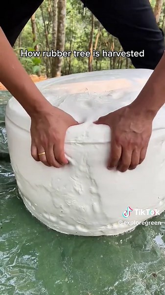 Rubber Tree Harvesting: A Satisfying ASMR Experience