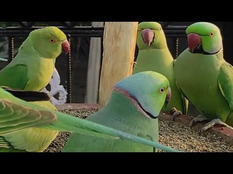 Indian Green Parakeets Bathing Feeding Video