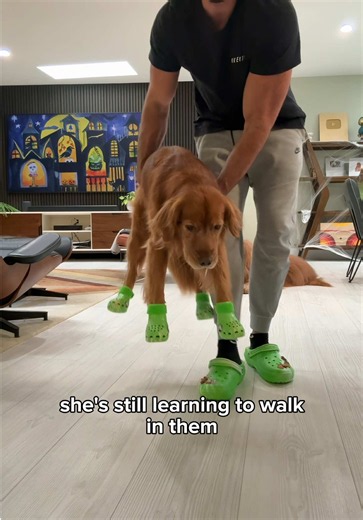 Angry Golden Retriever Tries On Crocs — Funny Dog Reaction Video