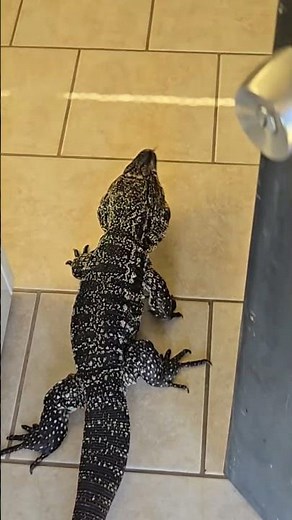 My Tegu lizard gets hot and wants back inside #reptiles #tegu