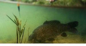 Float Fishing For Carp - (2025 Guide On Float Rigs & Tackle)